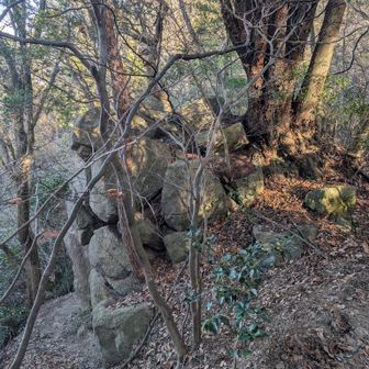 巨石から生える木々