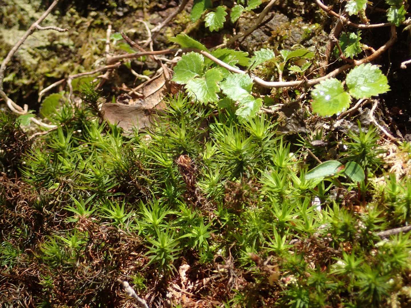 苔風景❗️