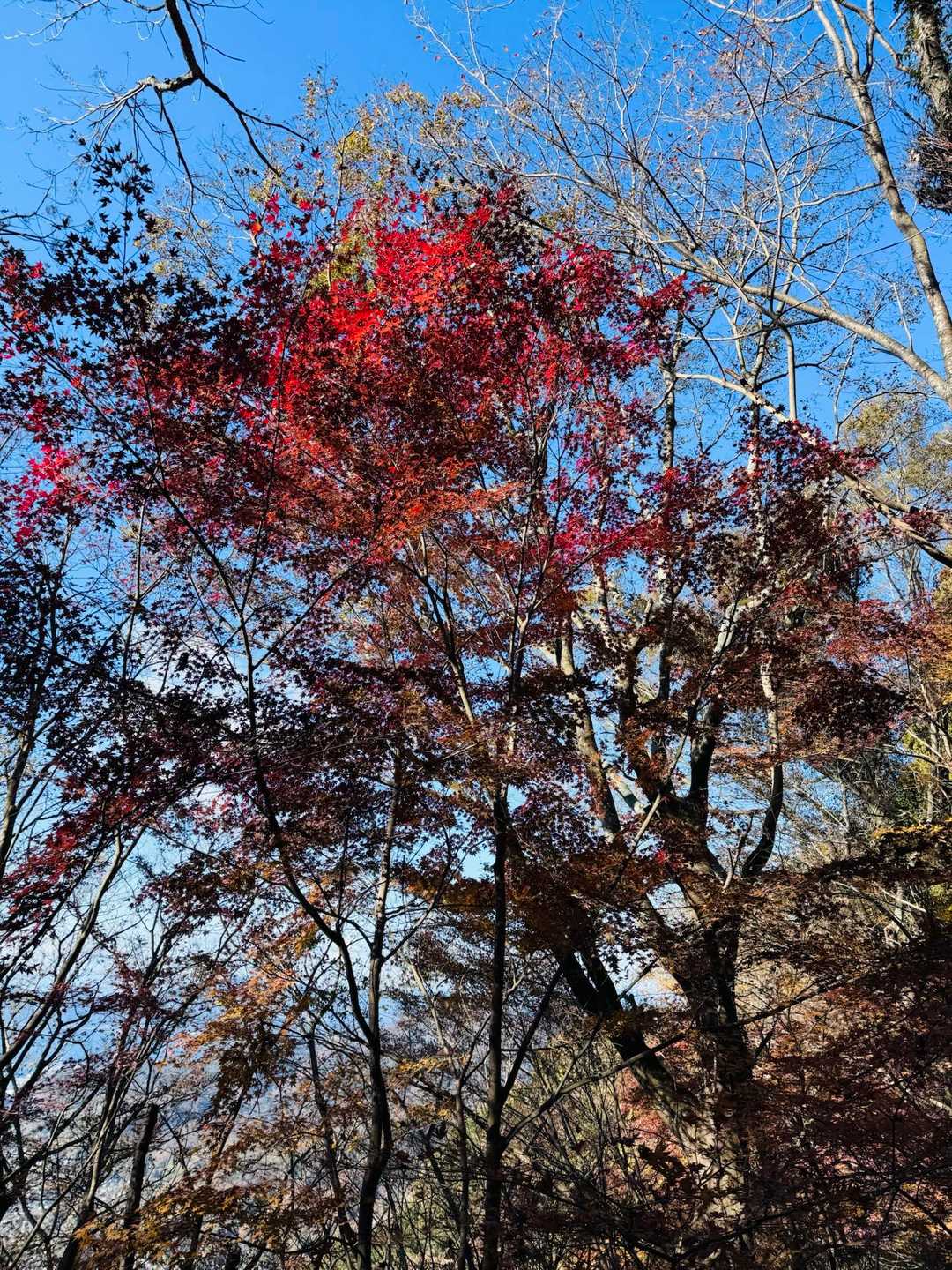 紅葉も綺麗
