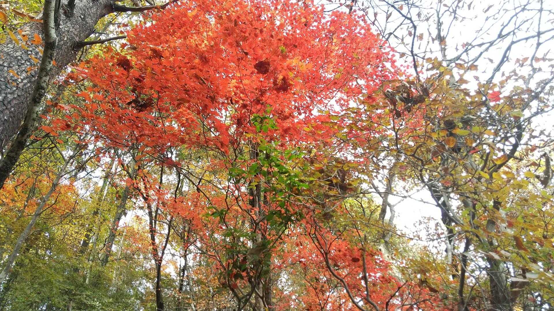 ここから山頂までの紅葉🍁が見事なのです😚