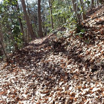 高岩山からのトラバース道は落ち葉フワフワ
滑りそうでちょっと怖い