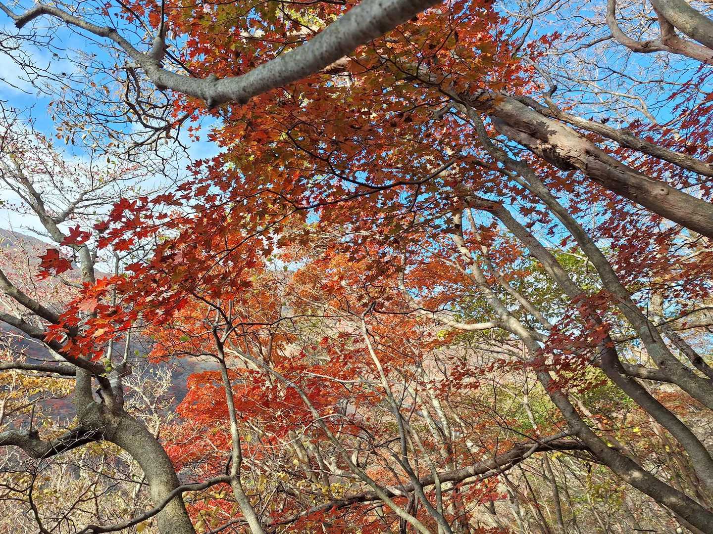 急登の途中も、紅葉だらけ😊🍁