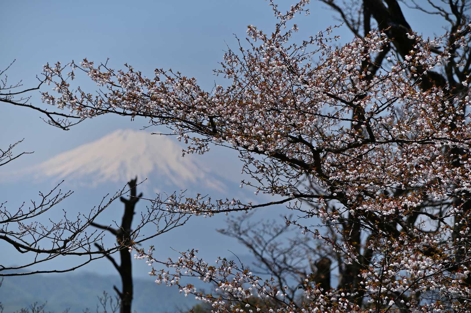 加入道山-大室山 往復コースの写真
