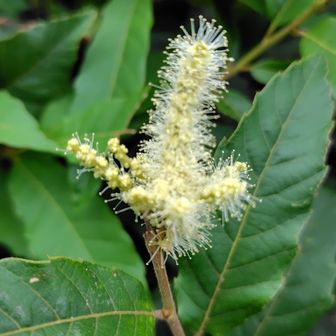 栗の花かな