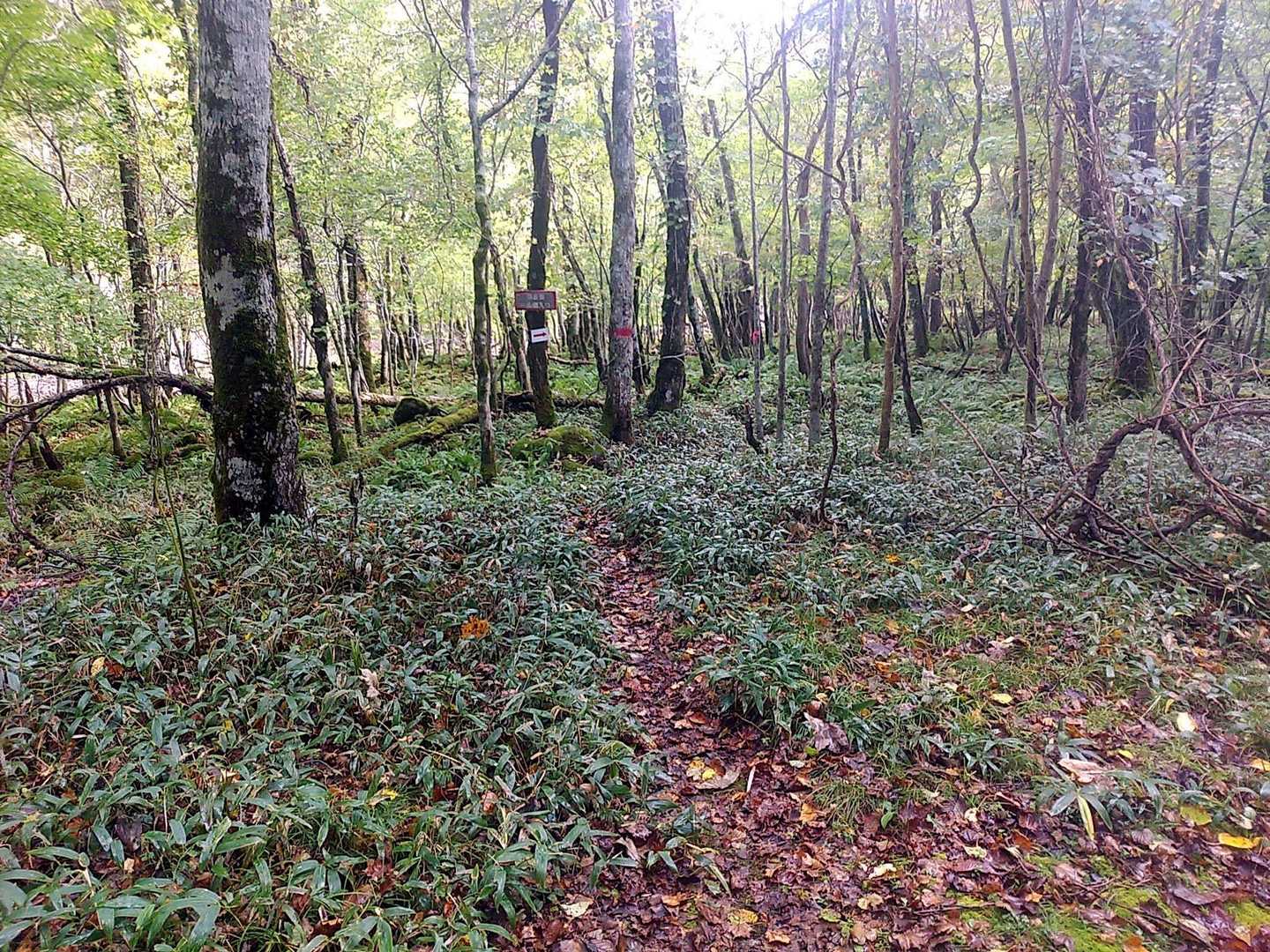 作業道が終わると河畔林内の踏み分け道になります。