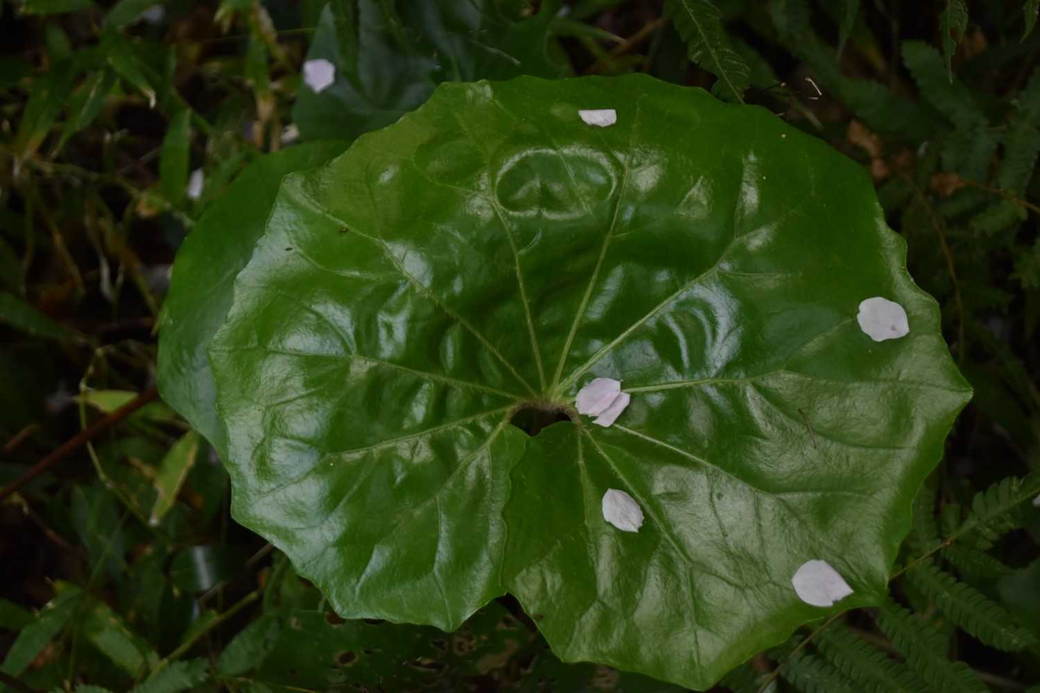 昨日の風雨で、ヤマザクラはかなり散っていた😢。