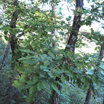 🌳コナラの木。