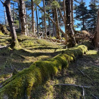 コケコケの倒木。
生き物感がある