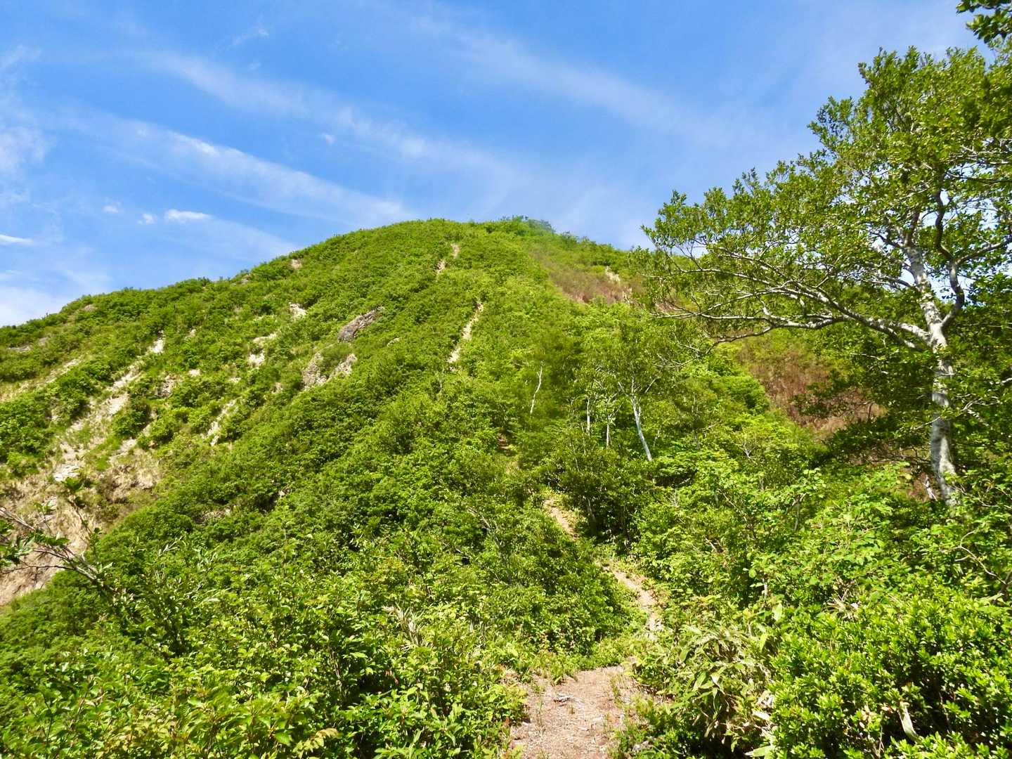 樹林帯を抜け県境尾根に出ました　山頂への道が一望😮
