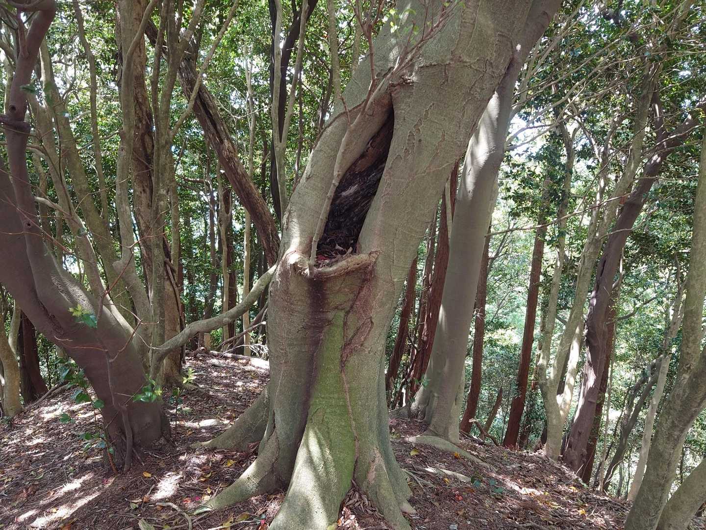 ルート上の口コミにあった「嘆きの木」😱