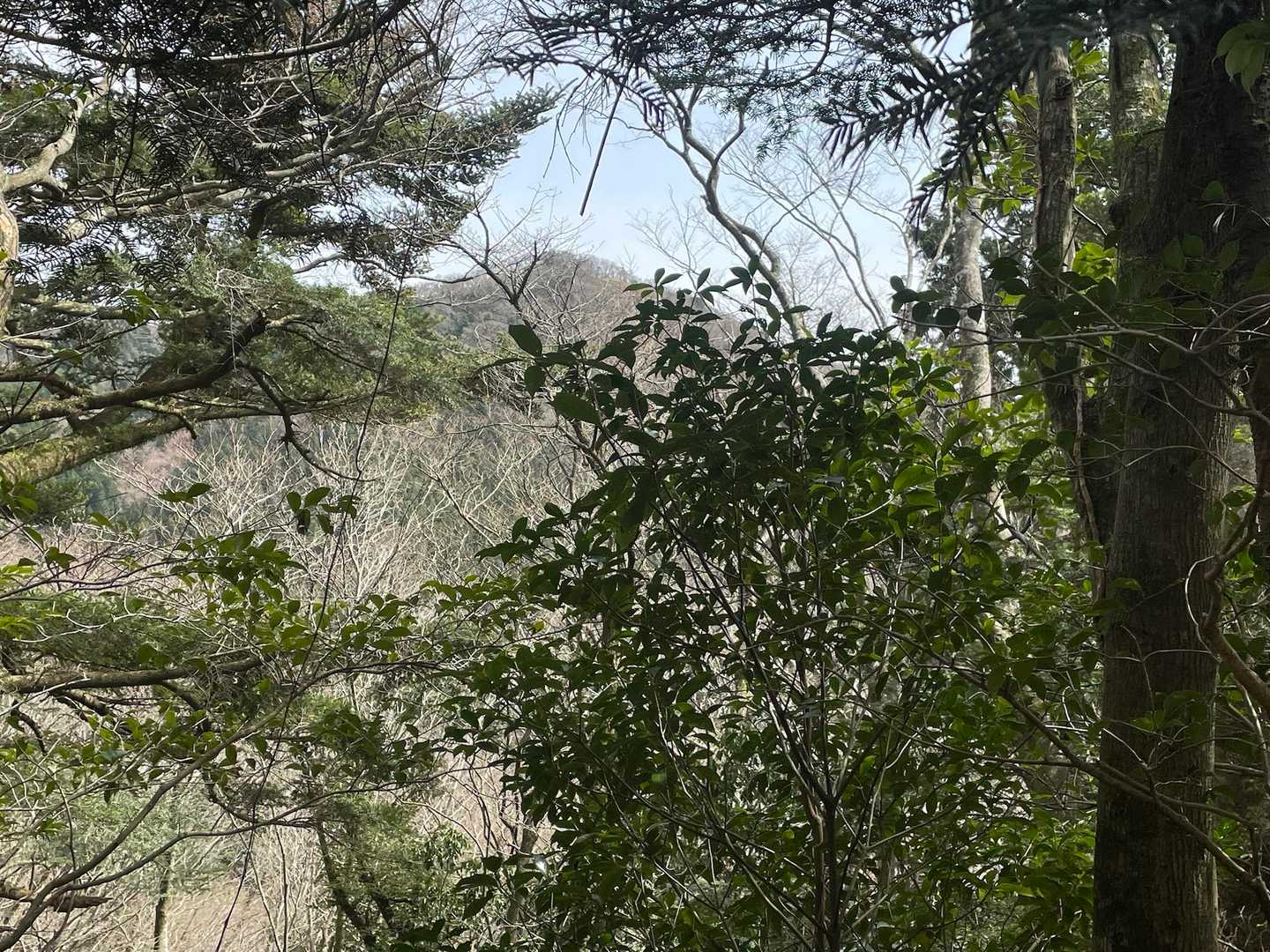 矢護山山頂が⛰️👀