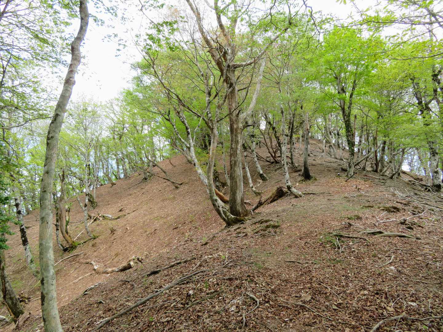 広々した尾根道で気持ち良い😊