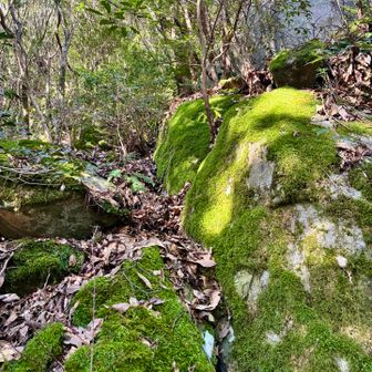 鮮やかな苔もビッシリ💚✨

浮嶽いい所だ〜🤗

でも電波は入らないし
人もいないからソロは怖いかな⚠️