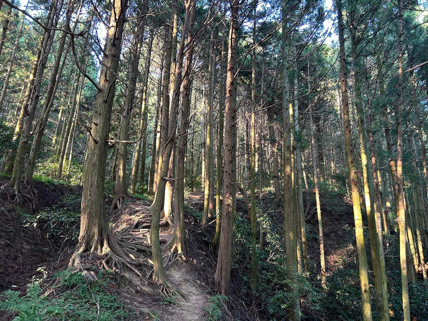 水越峠バス停-金剛山山頂売店-金剛山 周回コースの写真