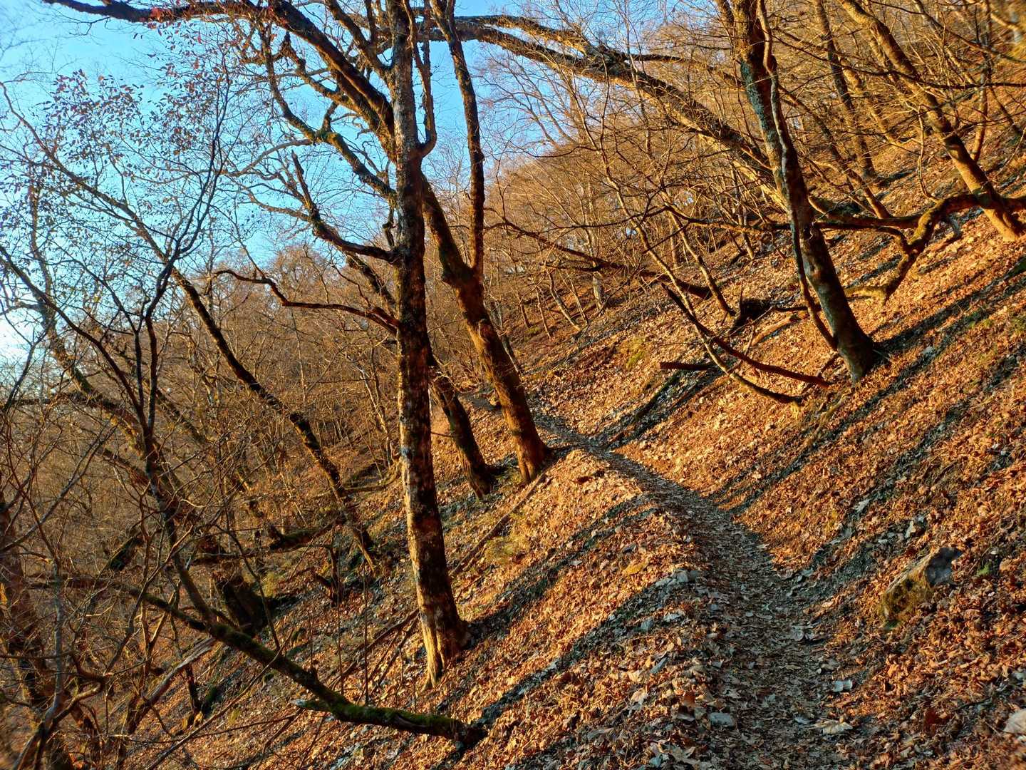 小袖登山口-七ツ石山-雲取山-雲取山荘 往復コースの写真