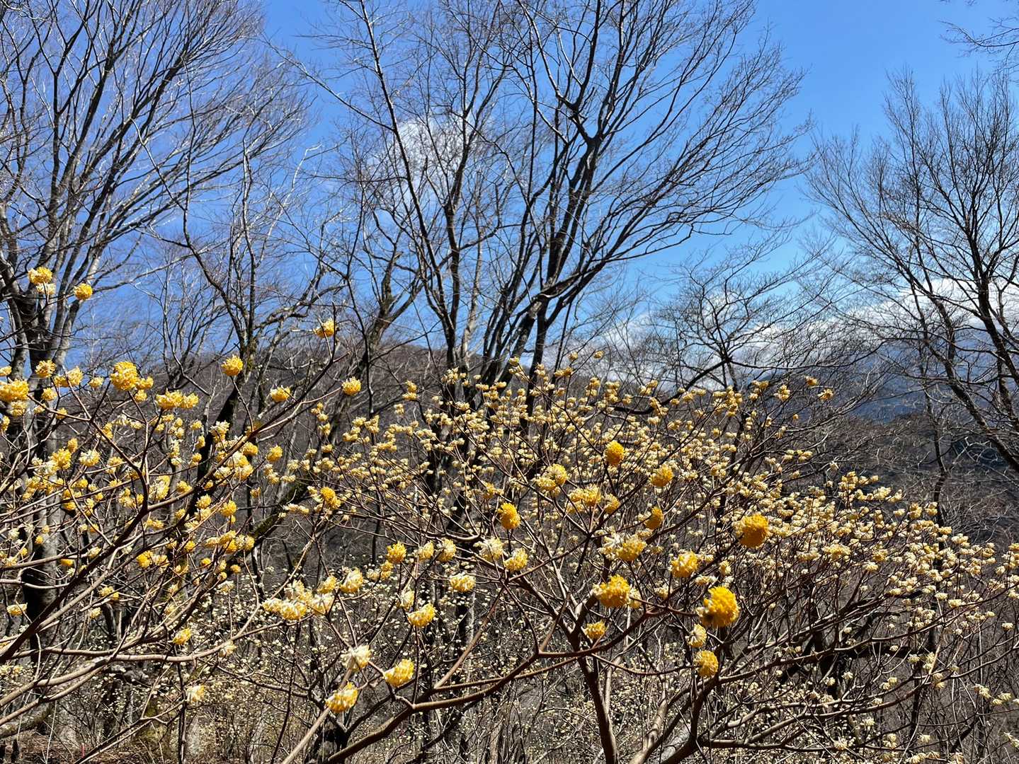 権現山への尾根沿いにも咲いています