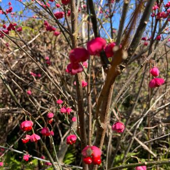 梅の花かと思ったらまゆみというお花