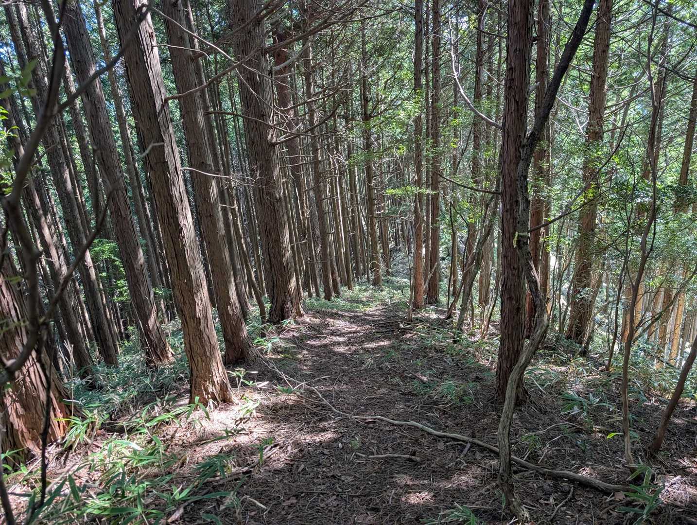 快適な尾根歩き👣