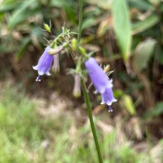これは何の花だろう。。
