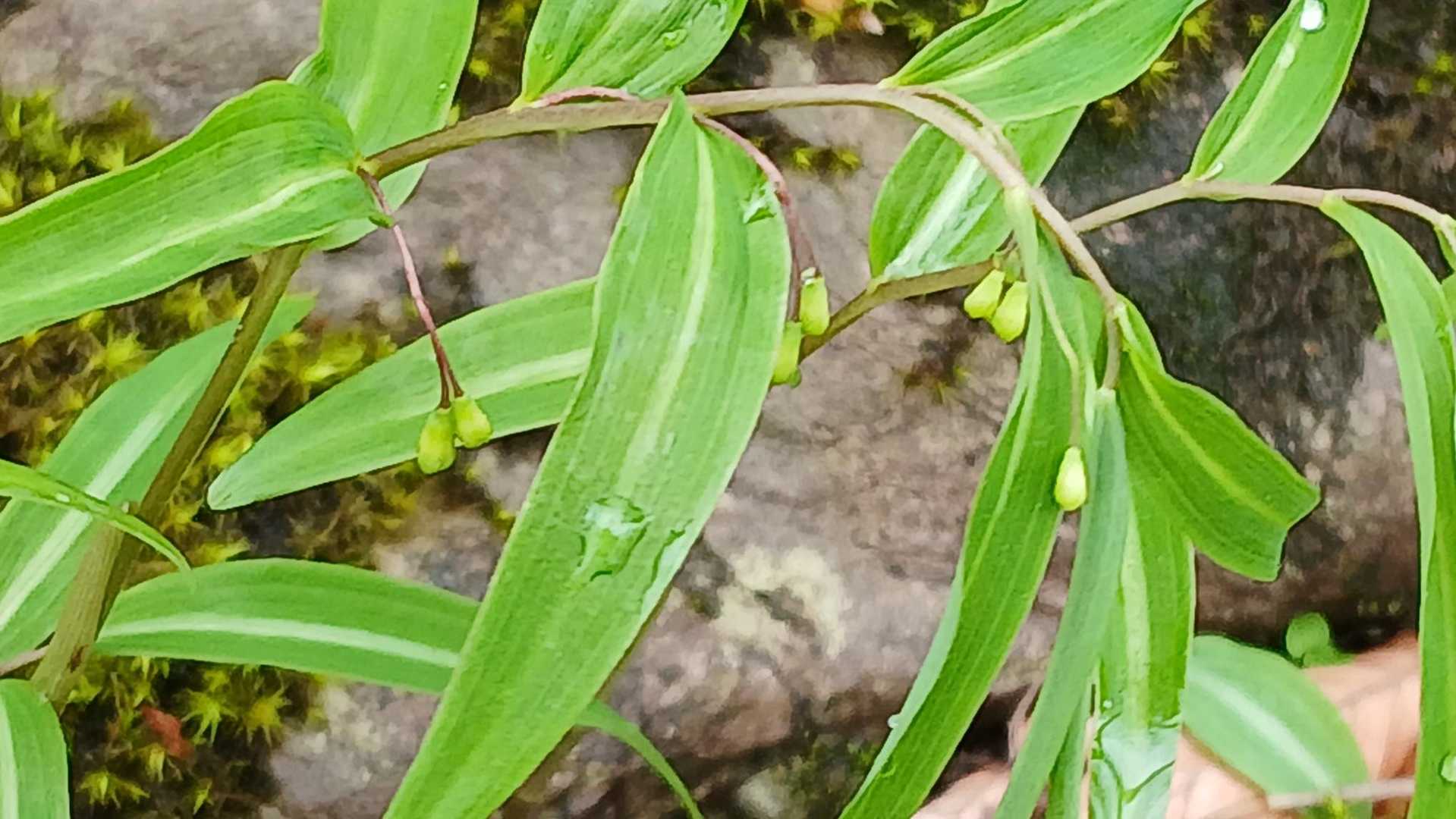これは？小さいけど。。
アマドコロ？