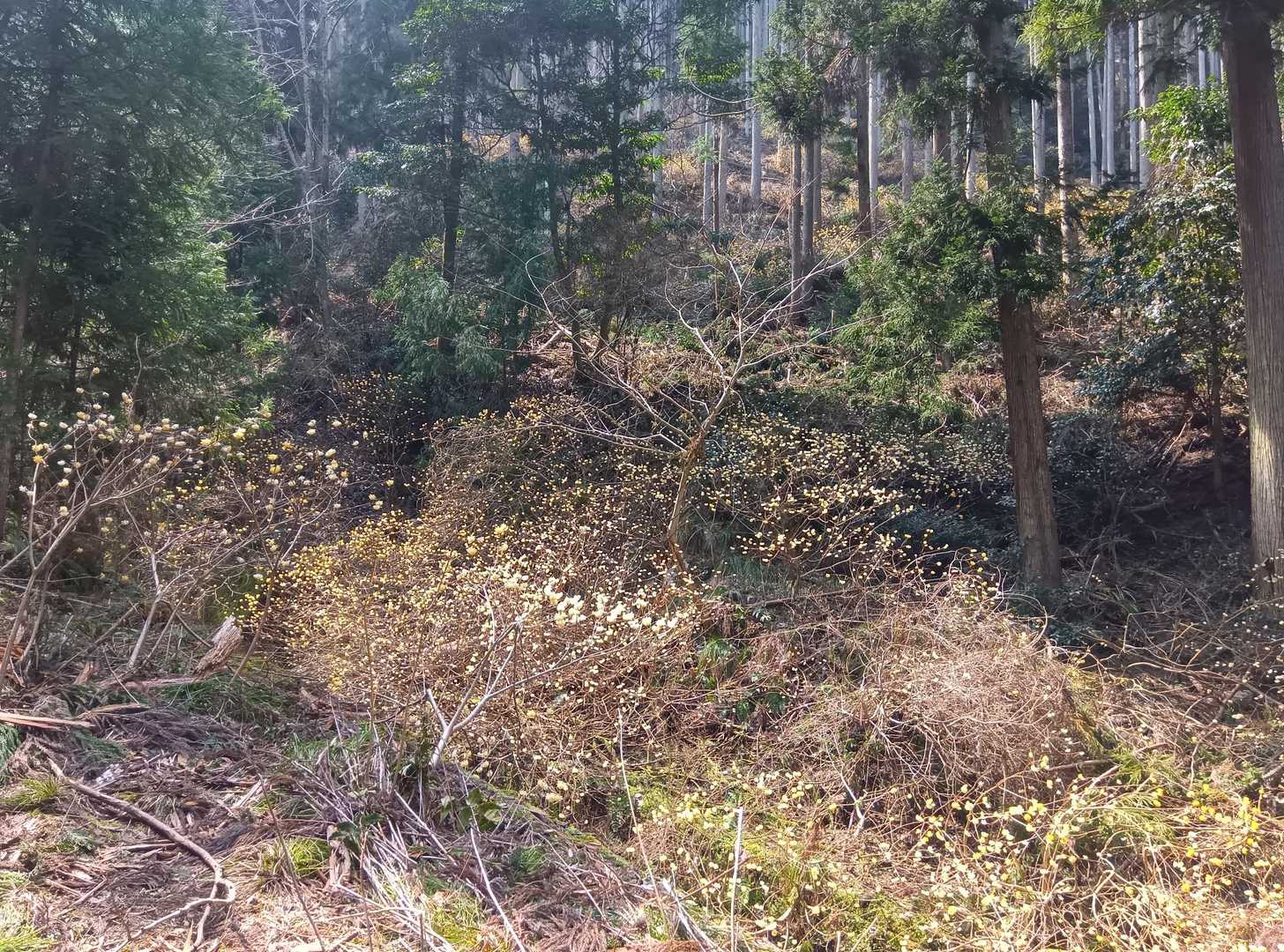 愛宕山登山口から5分も経ってない…😲ミツマタ🏵️😍