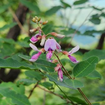 小さな花が咲いていました。