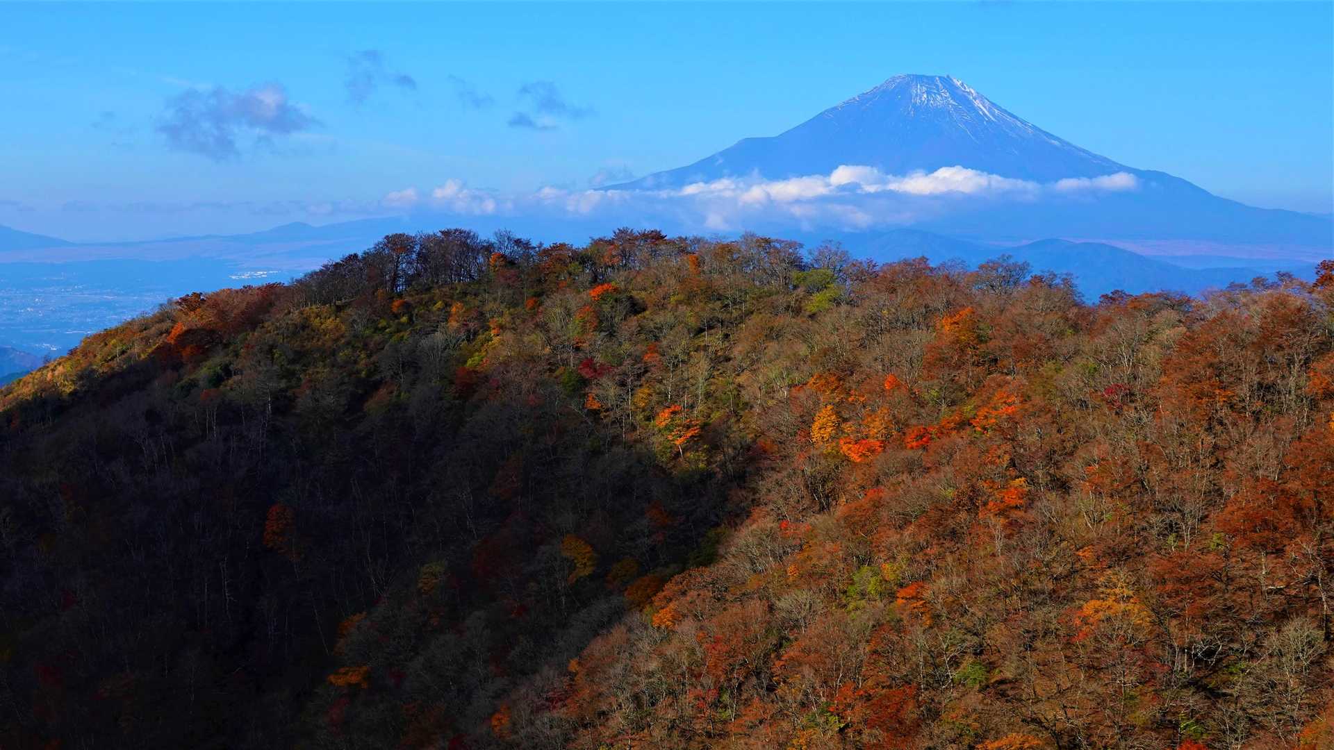 色づく鍋割山稜の奥に富士山