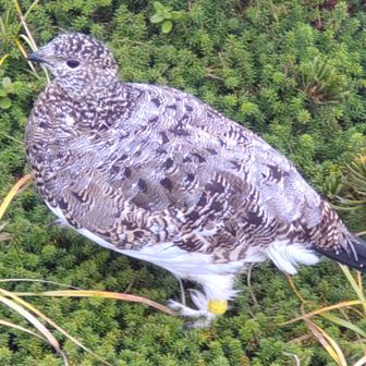 アクシスのカズ