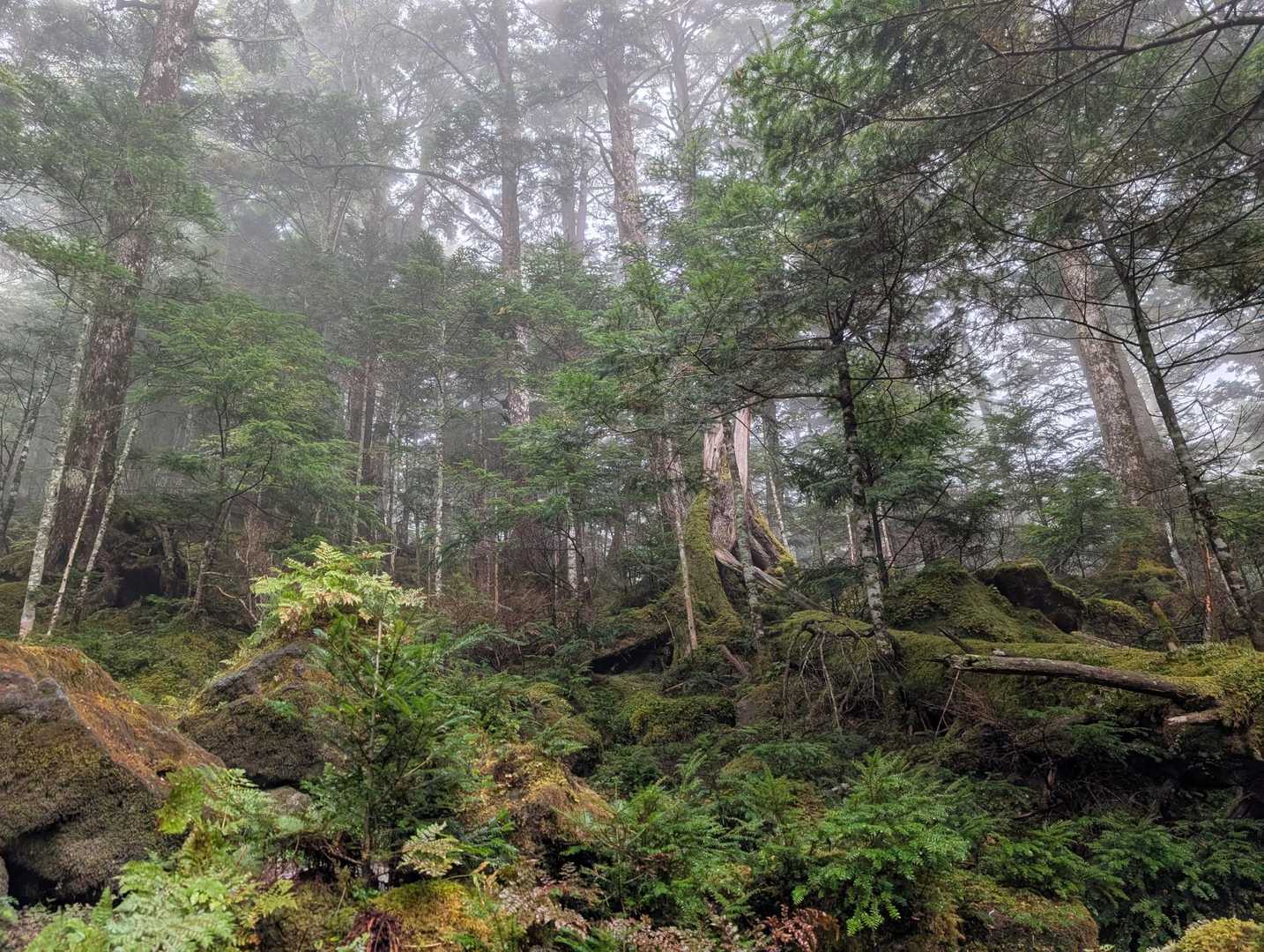みどり池入口-ニュウ-中山峠 周回コースの写真