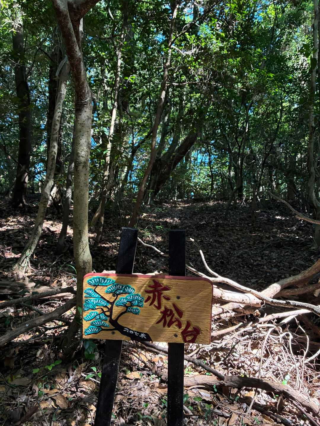 山っぽくない、なだらかな赤松台に到着。尺岳より標高が高い。