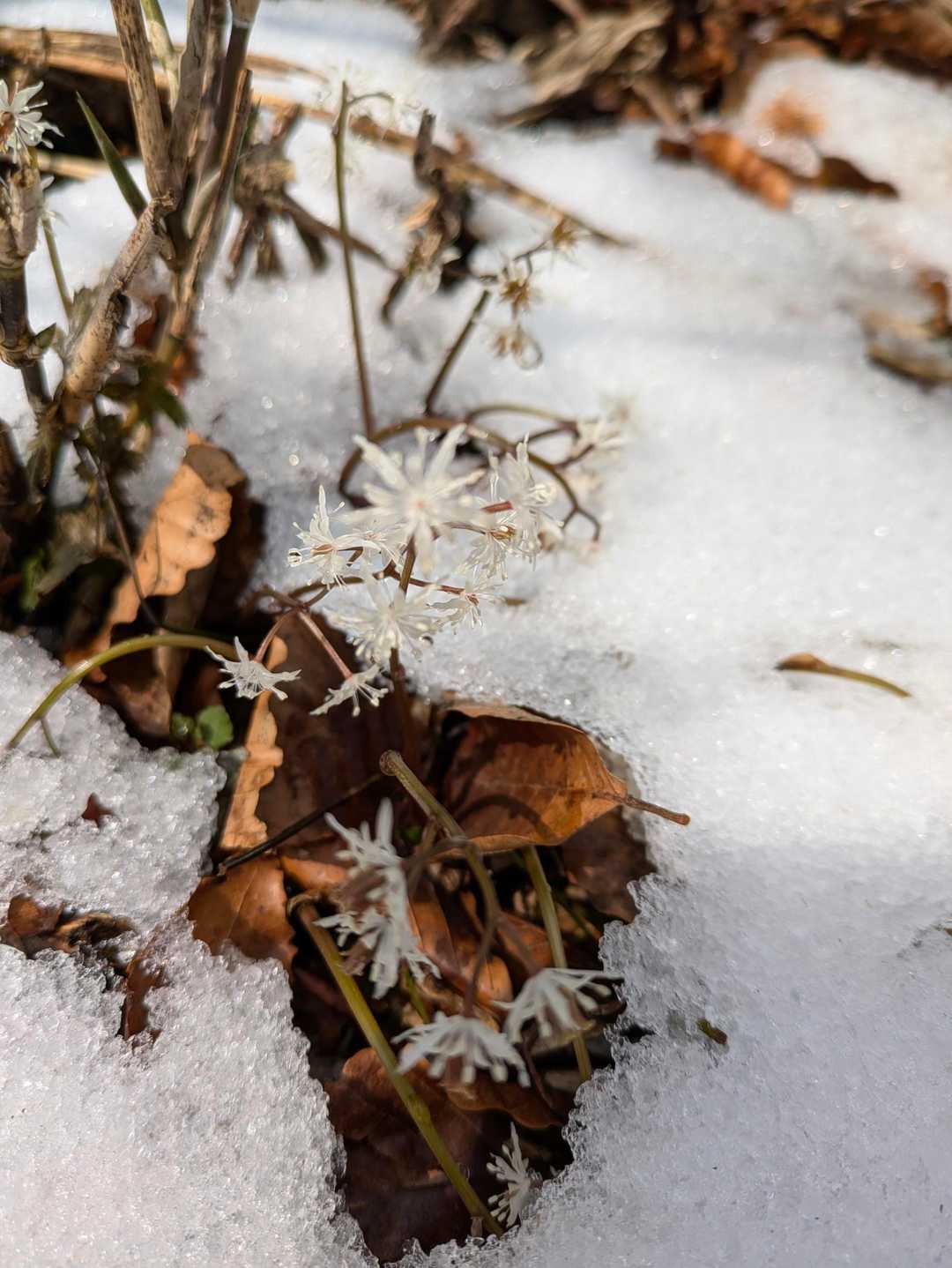 雪の中のセリバオウレン健気