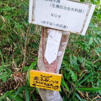 この近道？は沢沿いでは無く尾根道になります。
