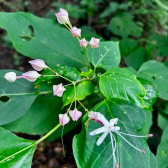 クサギ（臭木）の花と蕾