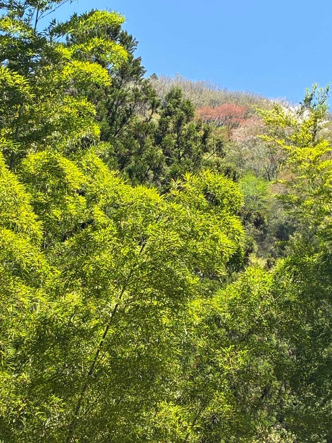 新緑🌲
山笑う