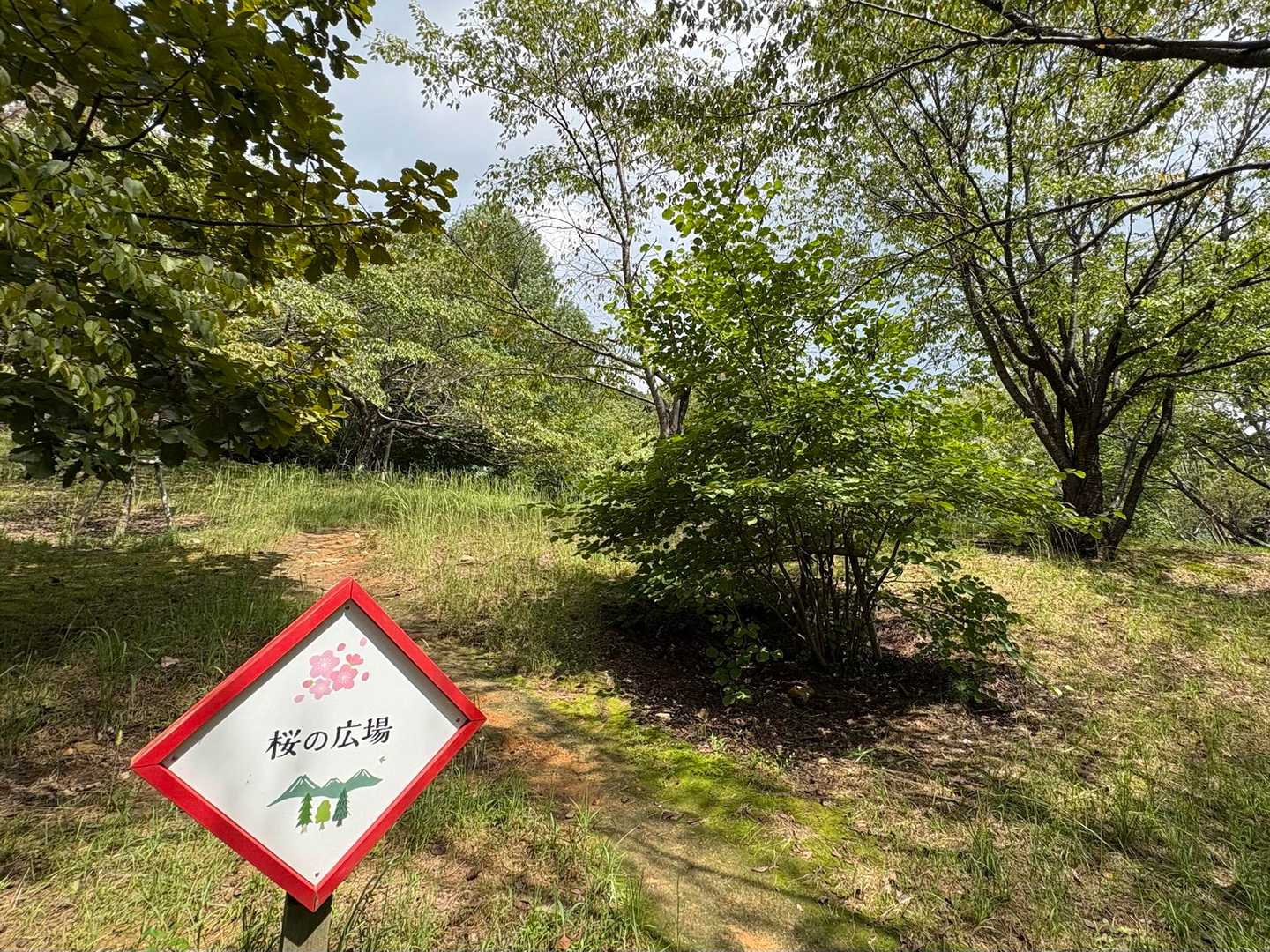 桜の広場🌸　　桜がキレイなのかな〜