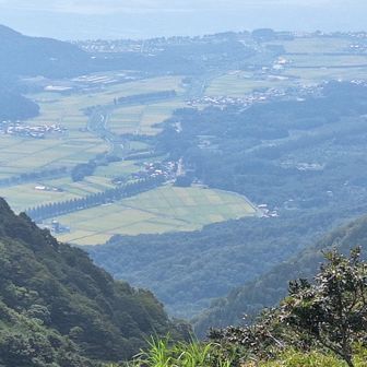 麓のまっすぐなメタセコイア並木🌳🌳🌳🌳🌳