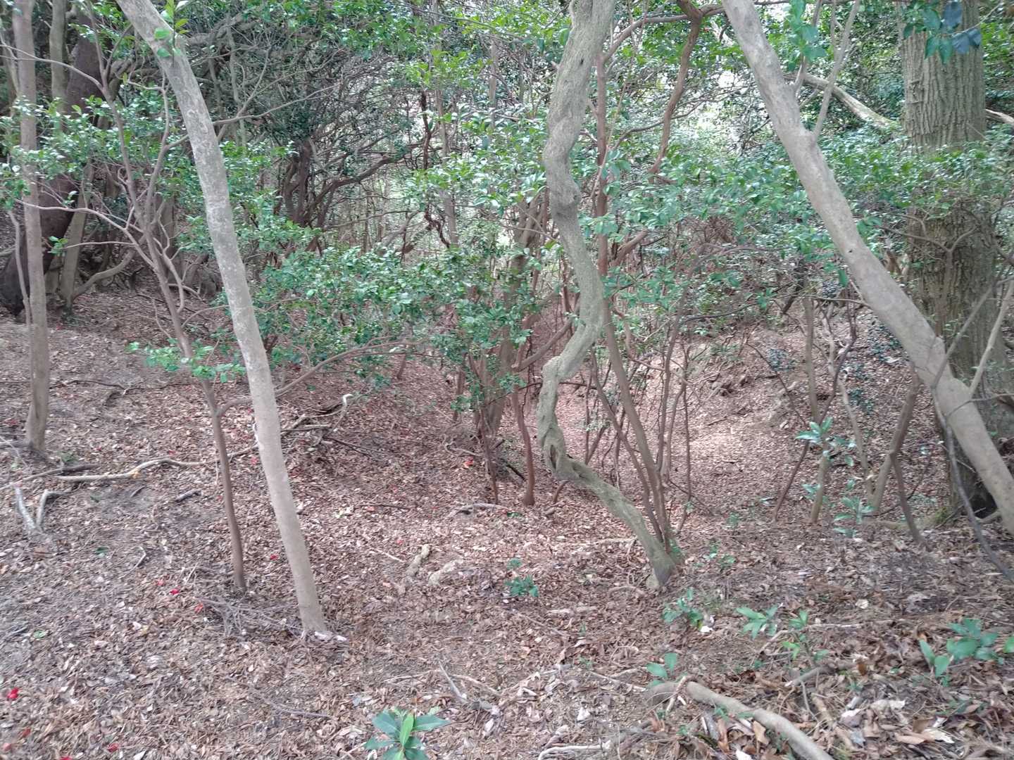 山寺尾根途中、東谷右俣を見下ろす。たぶん二度と行かない。