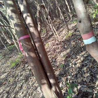 登山道も２週間前より整備されていて、わかりやすい白テープまで。ありがたい限りです。