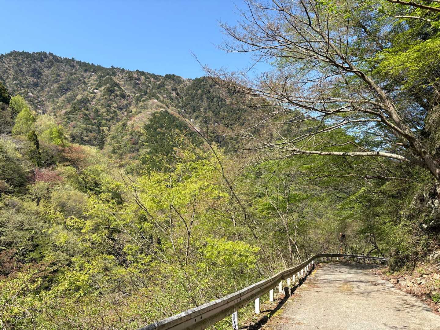 あとは林道を下るだけ。