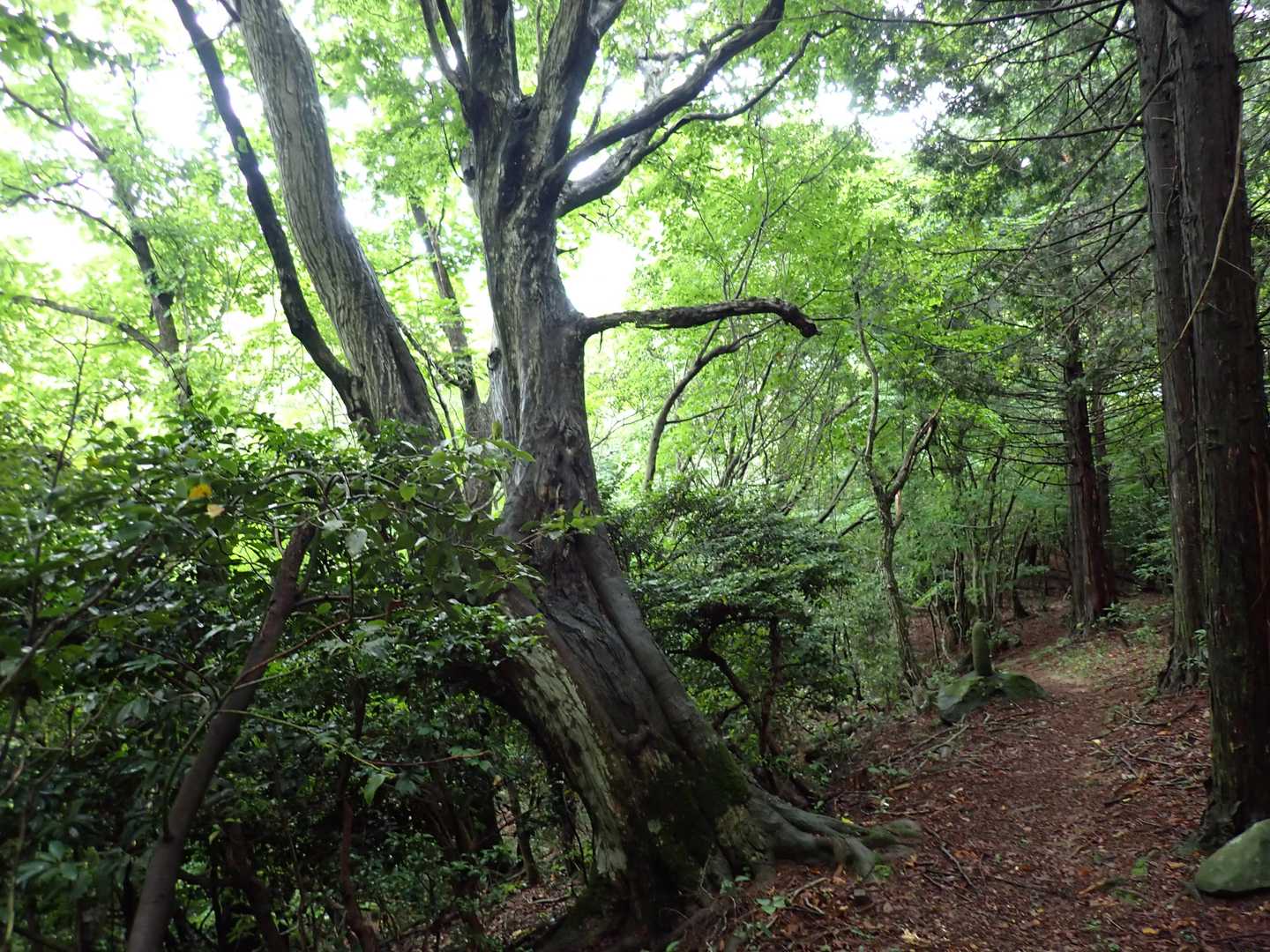 摩尼山 往復コースの写真