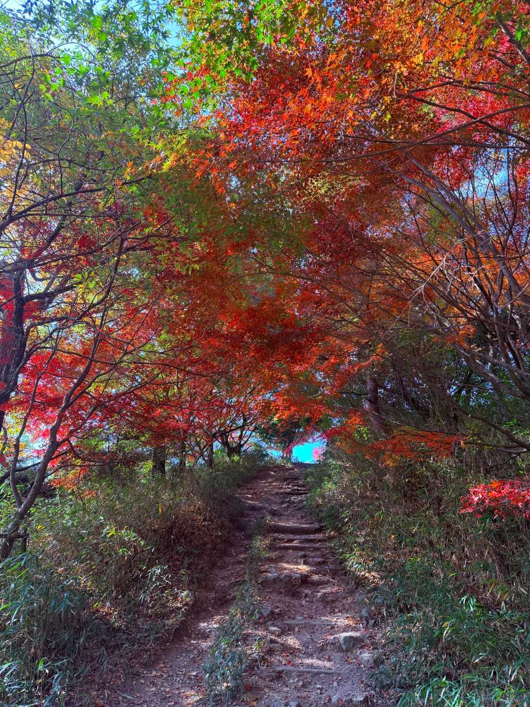 奈良側の東屋から雌岳へ行く所、見事🍁⠜