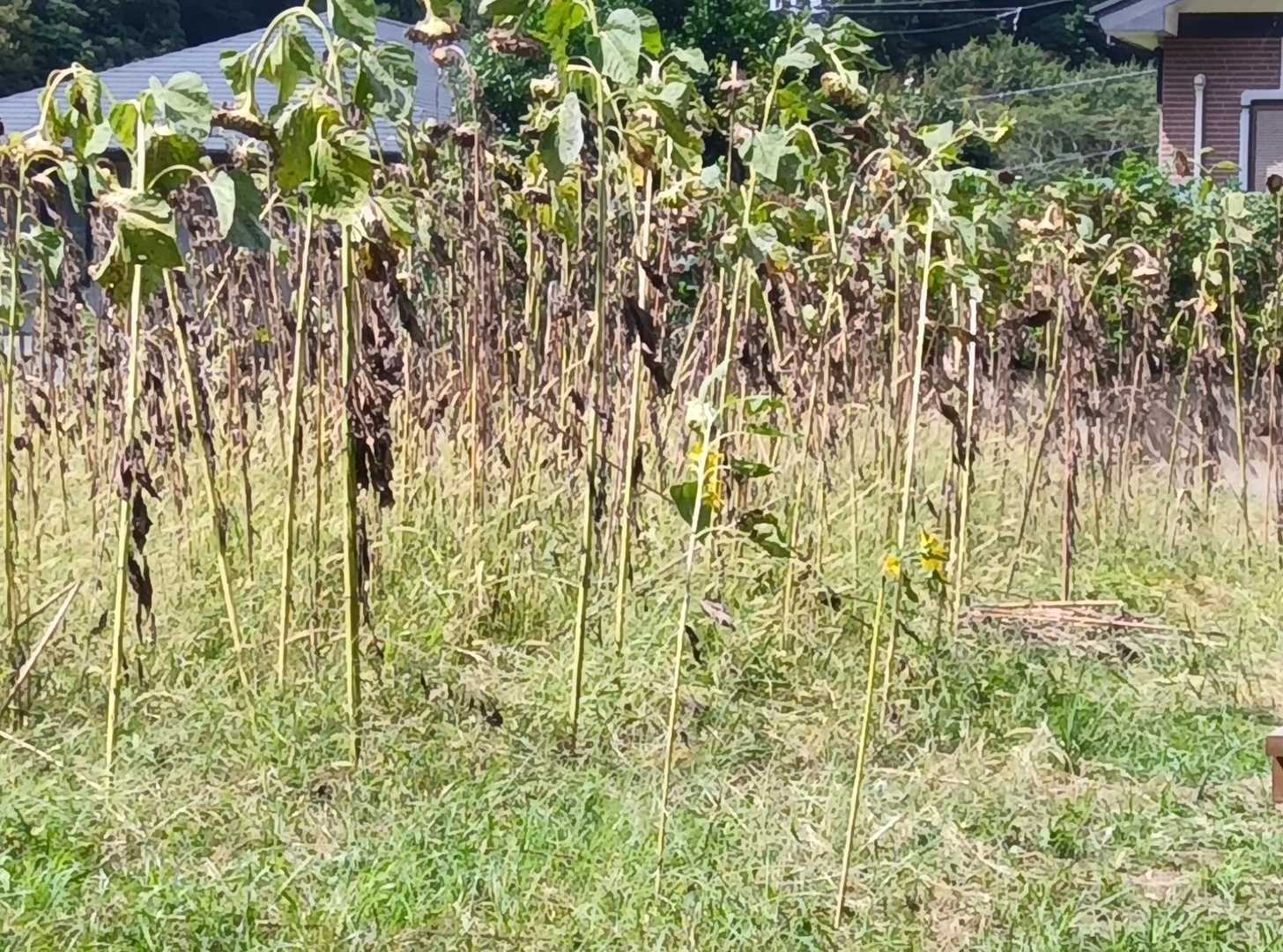 しおれてしまった向日葵たち