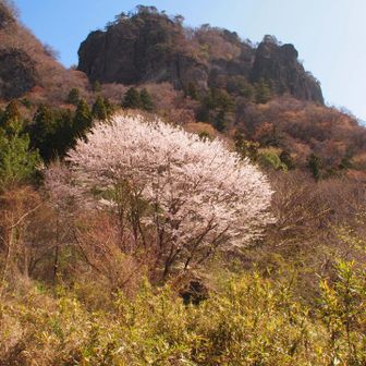 かっこいいので駅から何枚も撮っていましたが途中でSDカードが認識されなくなり、予備のカードで撮影を始めたのがここから。岩櫃山が写っているのはこれだけ泣
修理中のカメラと今日のカメラは好みのカードが違うようで…