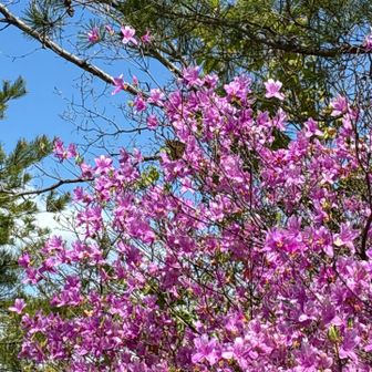ミツバツツジに🦋キアゲハでした