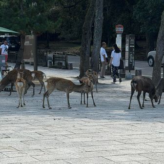 鹿🦌は、何頭、見たのでしょう。
100？200？でしょうか？