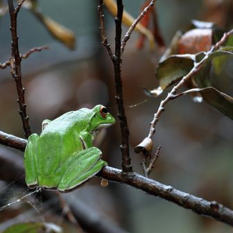 １匹目　「モリアオガエル🐸」雨に濡れて輝いてます