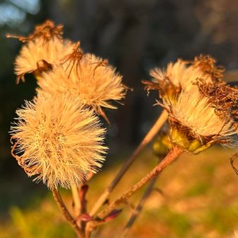 ツワブキの綿毛も橙色✨