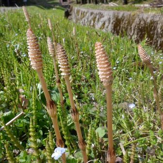 つくしさんがニョキニョキ