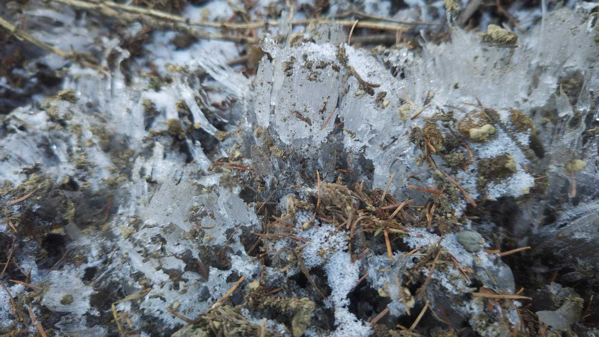 霜柱〜　雪は少ないけど寒いわぁ