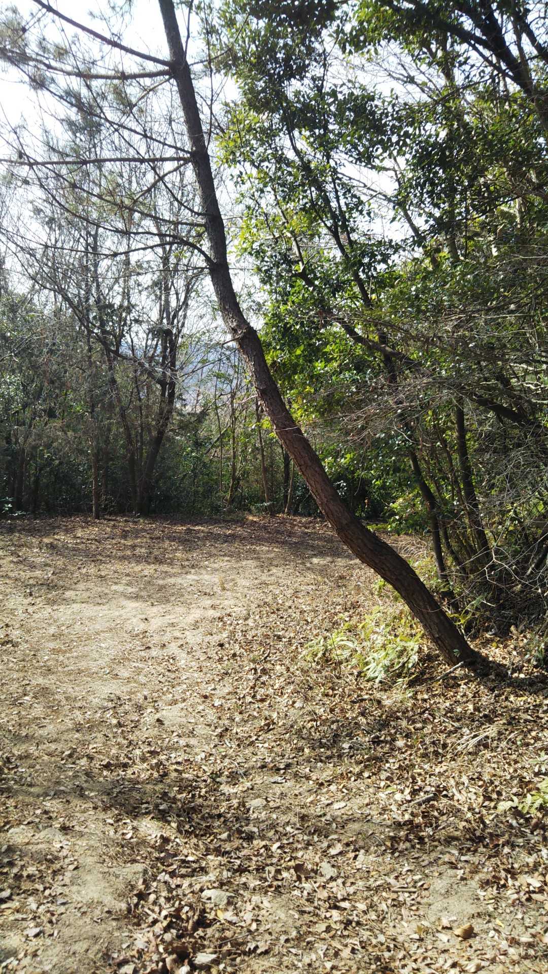 佐野山-楞厳寺山 往復コースの写真